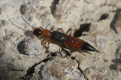  Paederus littoralis Gravenhorst, 1802