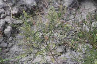 Passerage de Virginie Lepidium virginicum L., 1753