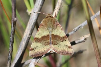 Noctuelle de la Cardère (La) Heliothis viriplaca (Hufnagel, 1766)