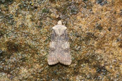 Noctuelle des Renouées (La) Agrotis puta (Hübner, 1803)