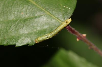 Batis (La) Thyatira batis (Linnaeus, 1758)