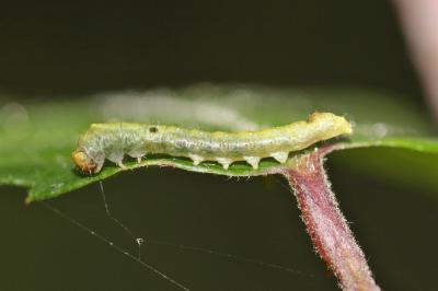 Batis (La) Thyatira batis (Linnaeus, 1758)
