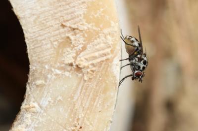  Anthomyia pluvialis (Linnaeus, 1758)
