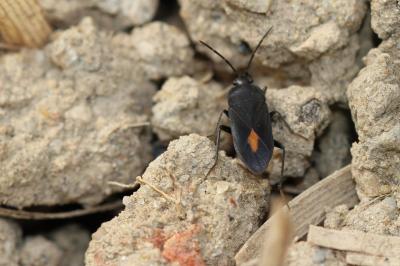 Aphanus de Rolander Aphanus rolandri (Linnaeus, 1758)