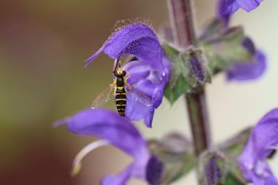  Sphaerophoria scripta (Linnaeus, 1758)