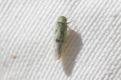  Balclutha punctata (Fabricius, 1775)