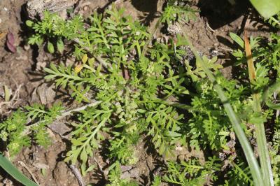 Corne-de-cerf didyme Lepidium didymum L., 1767