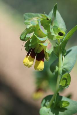 Grand mélinet Cerinthe major L., 1753