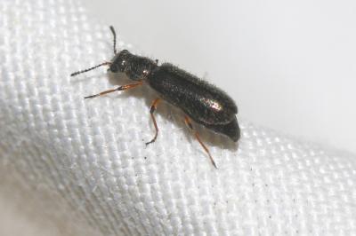  Dasytes croceipes Kiesenwetter, 1866