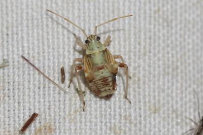 Miride strié du chêne Rhabdomiris striatellus (Fabricius, 1794)