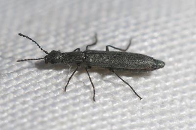  Dolichosoma lineare (Rossi, 1794)