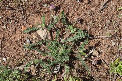 Astragale hérissé d'aiguillons Astragalus echinatus Murray, 1770