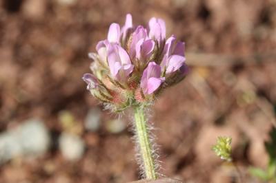 Astragale hérissé d'aiguillons Astragalus echinatus Murray, 1770