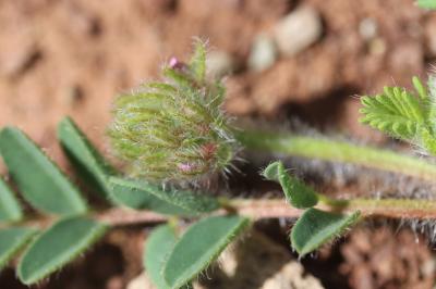 Astragale hérissé d'aiguillons Astragalus echinatus Murray, 1770