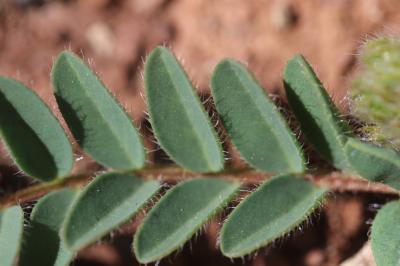 Astragale hérissé d'aiguillons Astragalus echinatus Murray, 1770