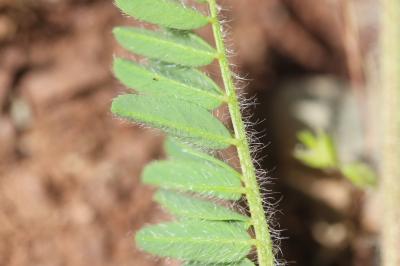 Astragale hérissé d'aiguillons Astragalus echinatus Murray, 1770