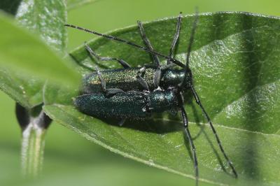  Agapanthia violacea (Fabricius, 1775)