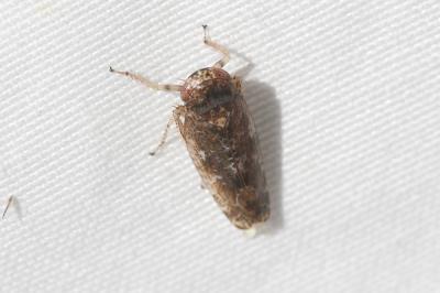  Allygidius 