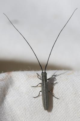  Calamobius filum (Rossi, 1790)