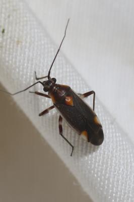  Capsodes flavomarginatus (Donovan, 1798)