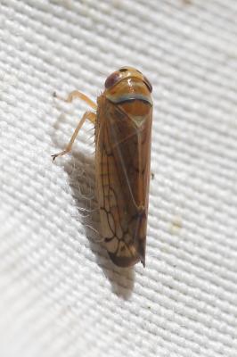  Anoplotettix fuscovenosus (Ferrari, 1882)