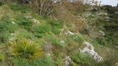 Chamaerops nain, Doum, Palmier nain Chamaerops humilis L., 1753