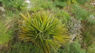 Chamaerops nain, Doum, Palmier nain Chamaerops humilis L., 1753