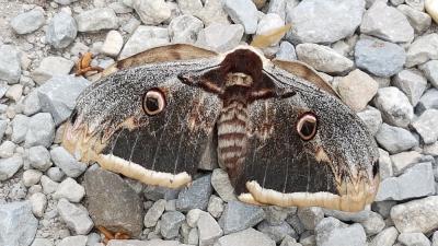 Grand Paon de nuit Saturnia pyri (Denis & Schiffermüller, 1775)