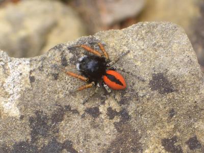 Saltique sanguinolent Philaeus chrysops (Poda, 1761)