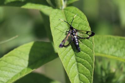 Sésie de l'Aulne (La) Synanthedon spheciformis (Denis & Schiffermüller, 1775)
