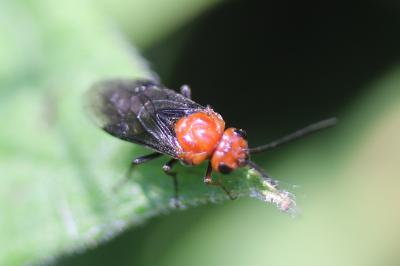  Hemichroa australis (Audinet-Serville, 1823)