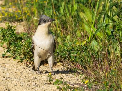 Coucou geai Clamator glandarius (Linnaeus, 1758)