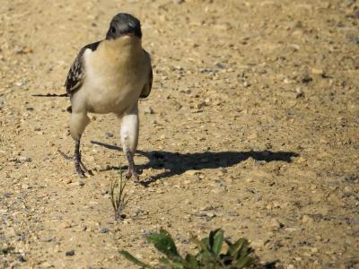 Coucou geai Clamator glandarius (Linnaeus, 1758)