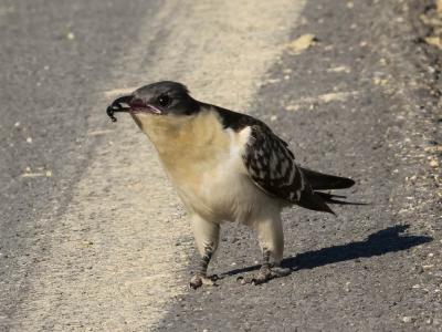 Coucou geai Clamator glandarius (Linnaeus, 1758)