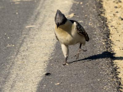 Coucou geai Clamator glandarius (Linnaeus, 1758)
