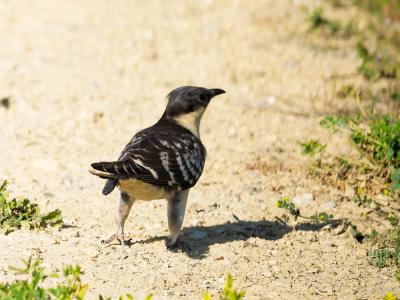 Coucou geai Clamator glandarius (Linnaeus, 1758)