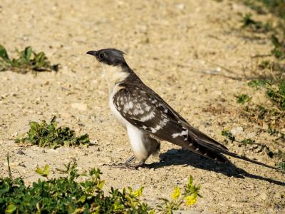 Coucou geai Clamator glandarius (Linnaeus, 1758)