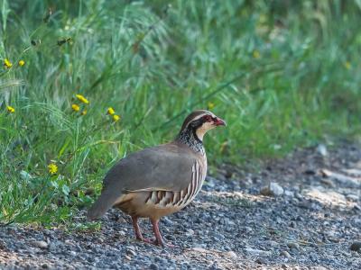 Perdrix rouge Alectoris rufa (Linnaeus, 1758)