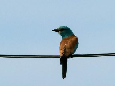 Rollier d'Europe Coracias garrulus Linnaeus, 1758