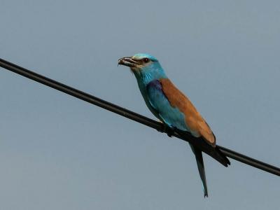 Rollier d'Europe Coracias garrulus Linnaeus, 1758