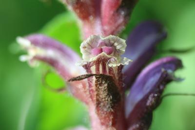 Orobanche du trèfle, Petite Orobanche Orobanche minor Sm., 1797