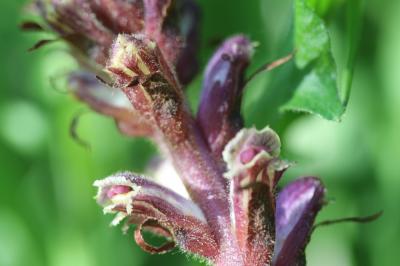 Orobanche du trèfle, Petite Orobanche Orobanche minor Sm., 1797