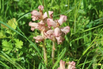 Orobanche giroflée, Orobanche à odeur d'Oeillet Orobanche caryophyllacea Sm., 1798