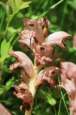 Orobanche giroflée, Orobanche à odeur d'Oeillet Orobanche caryophyllacea Sm., 1798
