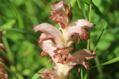 Orobanche giroflée, Orobanche à odeur d'Oeillet Orobanche caryophyllacea Sm., 1798