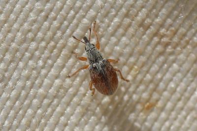 Becmare puce Malvapion malvae (Fabricius, 1775)