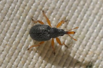  Pseudapion rufirostre (Fabricius, 1775)