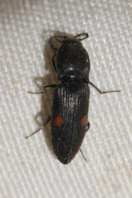  Cardiophorus biguttatus (Olivier, 1790)