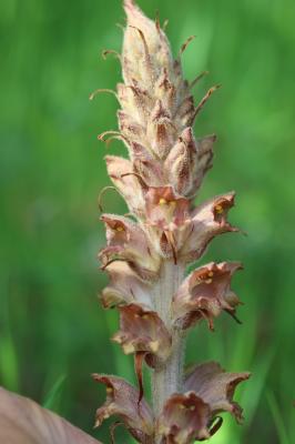 Orobanche des genêts, Orobanche du Genêt Orobanche rapum-genistae Thuill., 1799