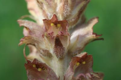 Orobanche des genêts, Orobanche du Genêt Orobanche rapum-genistae Thuill., 1799